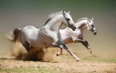 фотообои Два коня