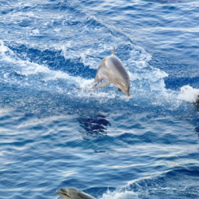 фотообои Стая дельфинов