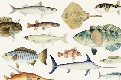 постеры Разные рыбы