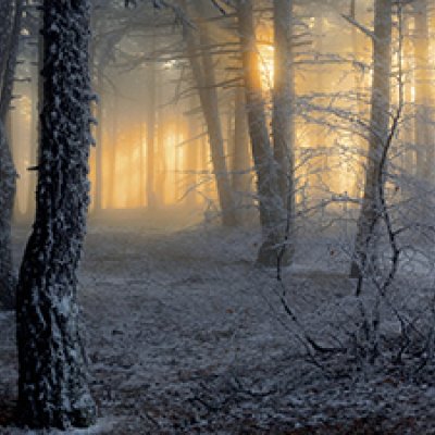 фотообои Ноябрьский лес